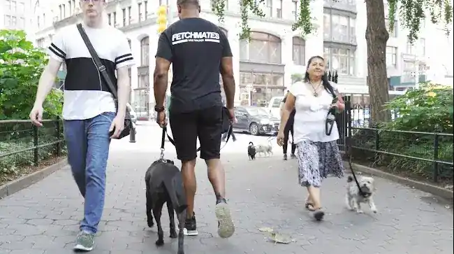 Fetchmates - Dog Walkers