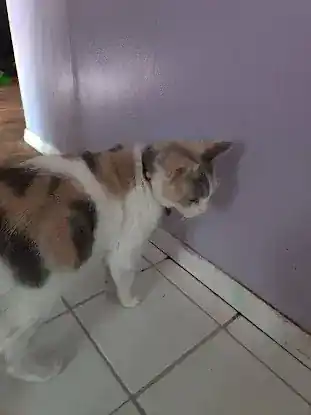 Final Hope Animal Rescue