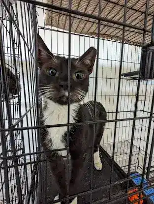 Final Hope Animal Rescue