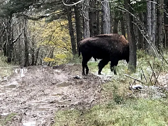Finger Lakes Hunting Preserve