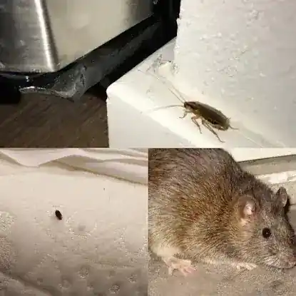 First Rate Pest Management