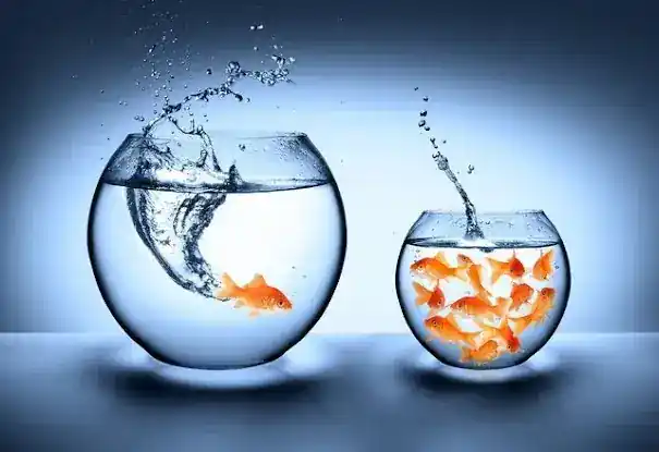 Fish Farm Studio LLC