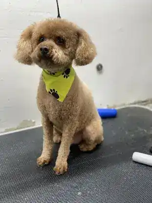 Flossy Pet Pawlor