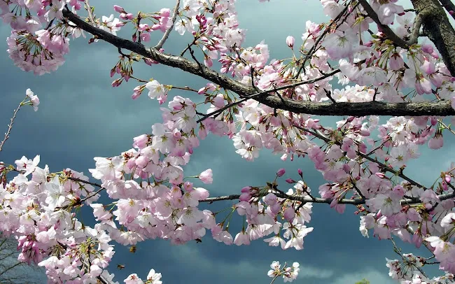 Flowers in New York