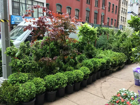 Foliage Paradise