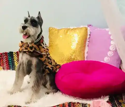 For Dogs Only, Smiley & Co. LTD