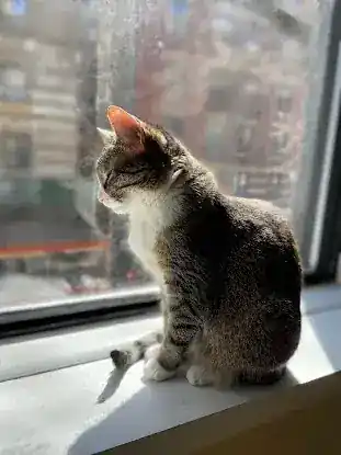 Furmi