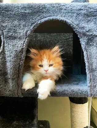 Furry Dream Cattery