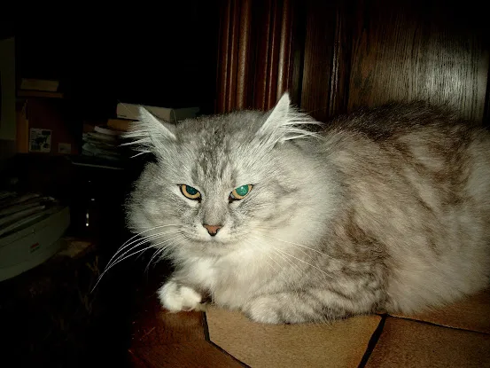 Furry Dream Cattery (kittens for sale)
