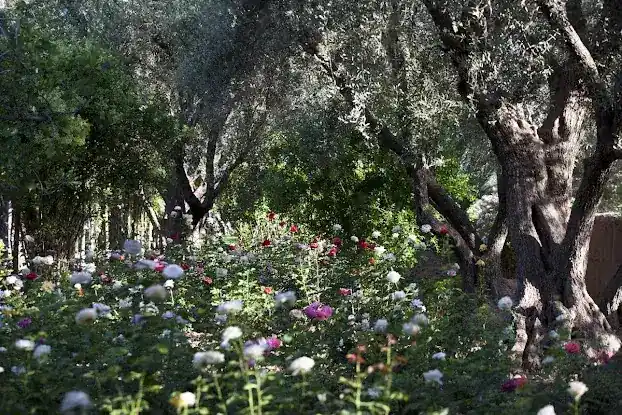 Garden 26