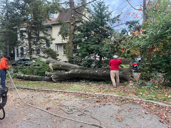Garden Tree Services, Corp.