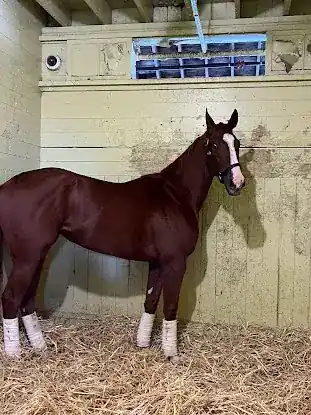 Gary P Gullo Racing Stable