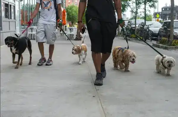 Gimme Paw Dog Walking LLC