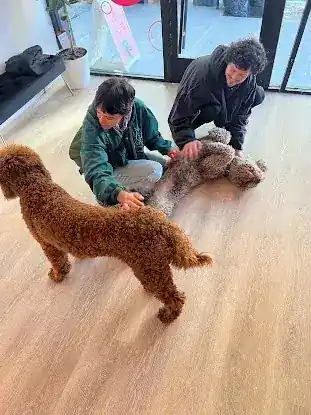 Go Doggy