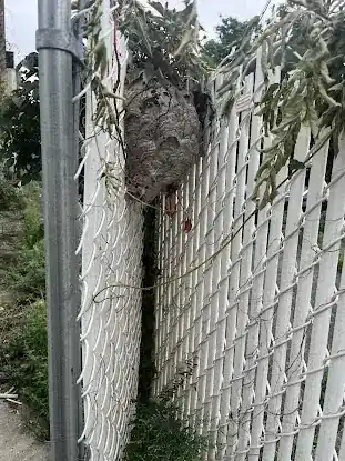 Go Green Pest Control