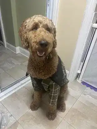 Gobess Dog Training