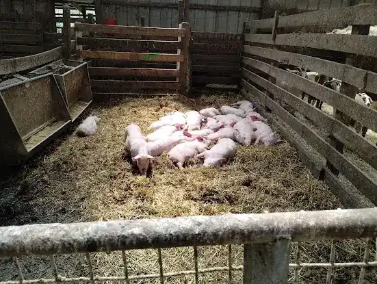 Godek's Farm