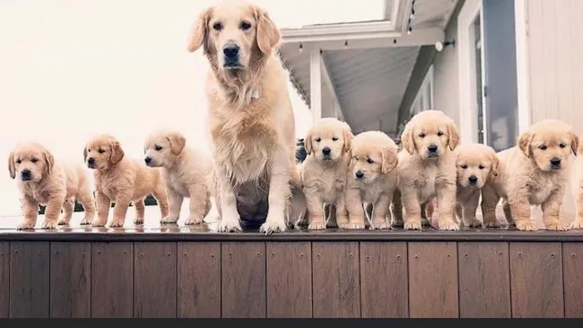 Golden Retriever Puppies for sale near me