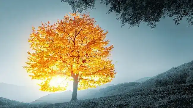 GoldenTree Asset Management