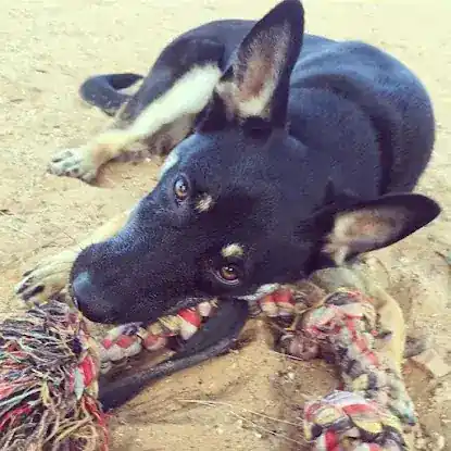 Goldsmith Dog Training