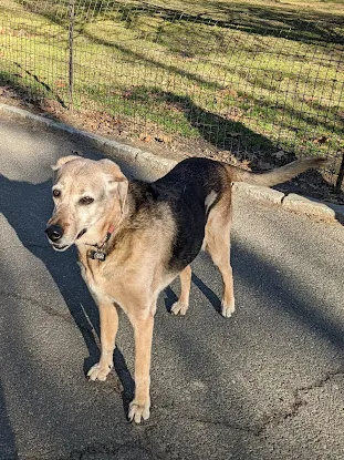 Good Dog!