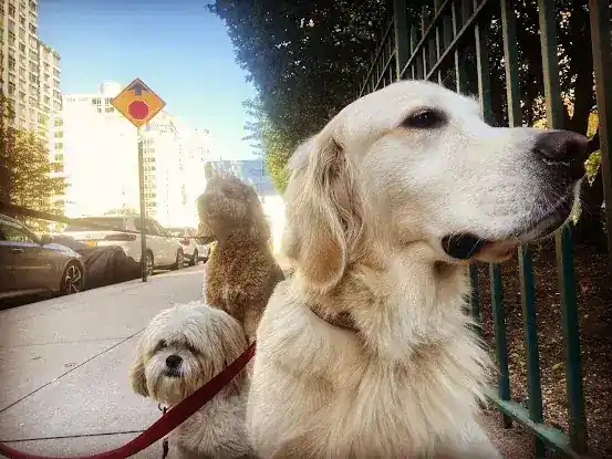 Good Dog New York