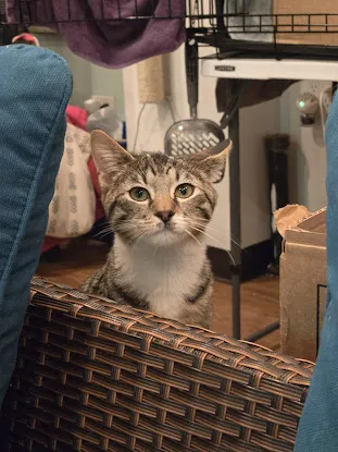 Good Home Pet Adoptions