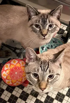 Gotham City Cat Care