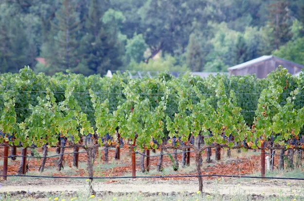 Gotham Winery