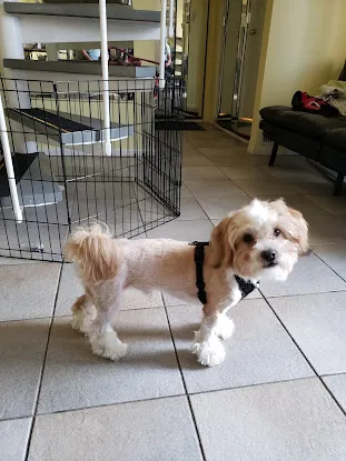 Greater Staten Island Veterinary Services