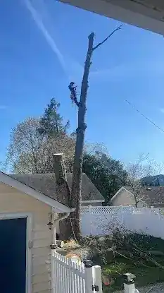 Green Care Tree service