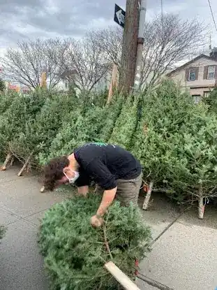 Greenpoint Trees
