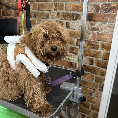 Grooming 4 Less