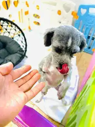 grooming salon inc