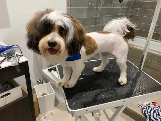 Groomit - In-Home & Mobile Pet Grooming