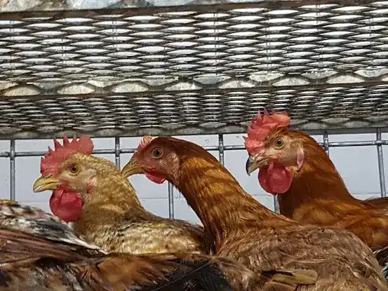 Halal Live Poultry