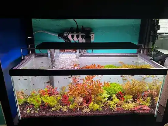 Happy Aquarium Plants