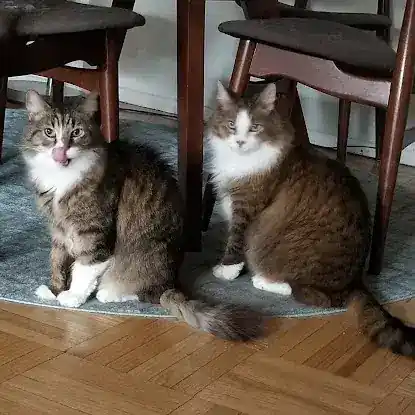 Happy Kitty NYC LLC