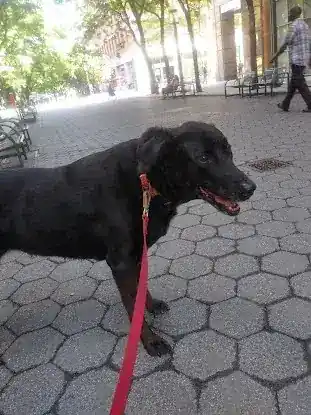 Happy Wagging Pet Services
