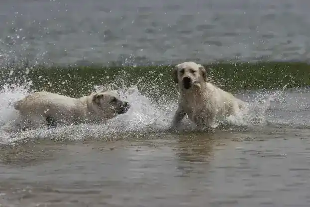 HappyPaw Dog Boarding