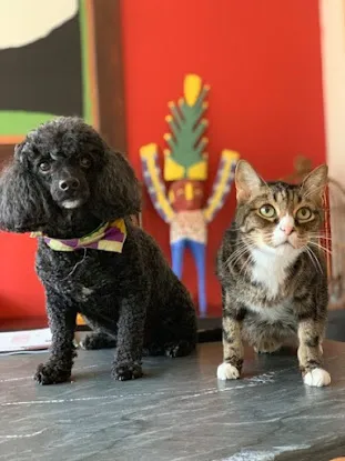 Harlem Doggie Day Spa