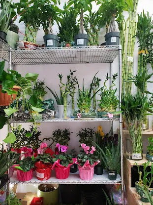 Harlem Garden