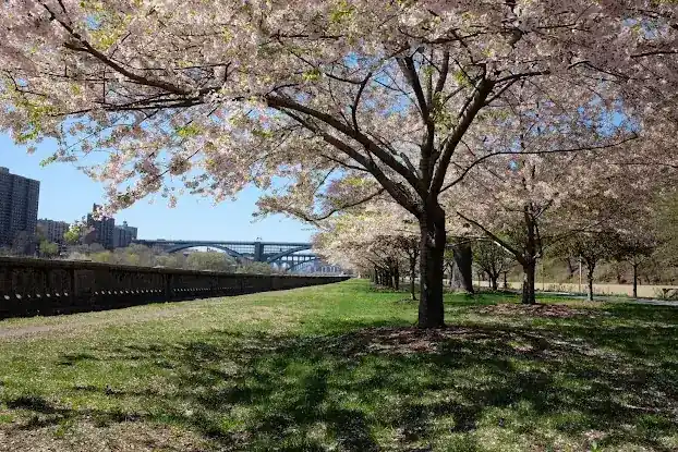 Harlem River Drive Greenway