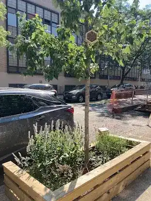 Henry Street Gardens
