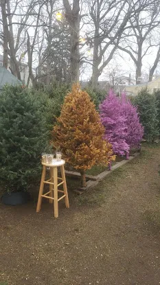Hester's Christmas Trees