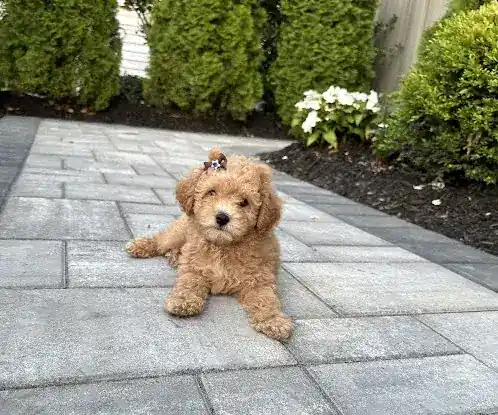 Hill Poodles