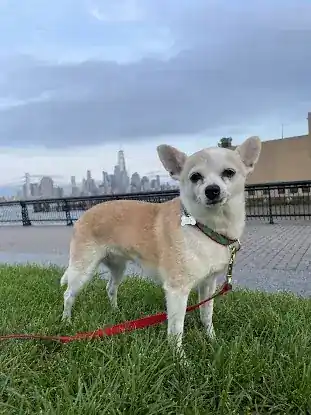 Hoboken Animal Hospital Pa: Martin Emmanuelle DVM