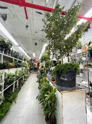 Holiday Flower & Plant, Inc