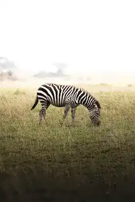 Holidays in The Bush