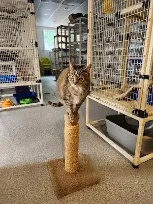 Homeless Animal Adoption League, Inc.